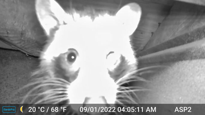 Raccoon caught on camera!